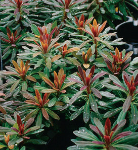 Efanthia - Wood Spurge - Euphorbia amygdaloides hybrid