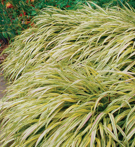 Aureola - Golden Variegated Hakone Grass - Hakonechloa macra