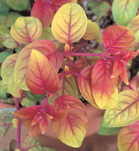 Autumnale - Fuchsia hybrid