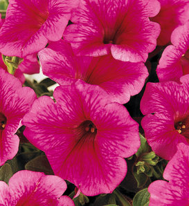 Supertunia® Strawberry Pink Veined - Petunia hybrid