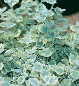 Licorice Splash - Licorice Plant - Helichrysum petiolare