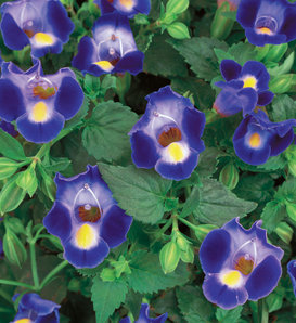 Catalina® Midnight Blue - Wishbone Flower - Torenia hybrid