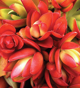 Campfire - Crassula coccinea