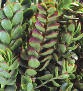 Small Red Carpet Stonecrop - Crassula radicans