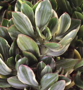 Variegated Jade Plant - Crassula ovata