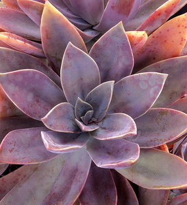 Fred Ives - Echeveria - Graptoveria hybrid