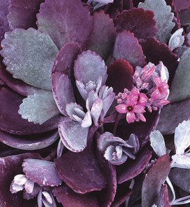 Silver Gray - Kalanchoe pumila