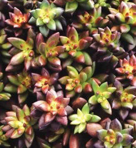 Jet Beads - Succulent - Sedeveria hybrid