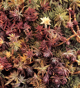 Variegatum - Sedum lineare