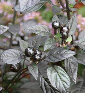Black Pearl - Pepper - Capsicum