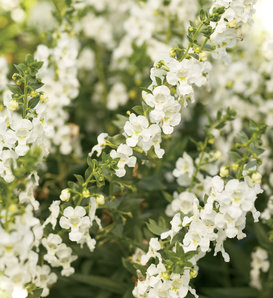 Angelface® White - Summer Snapdragon - Angelonia angustifolia hybrid