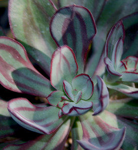 Painted Echeveria - Echeveria nodulosa hybrid