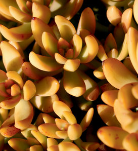 Coppertone - Sedum nussbaumerianum