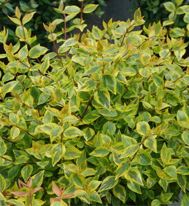 Brilliantina™ - Abelia x grandiflora