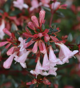 Pink Piñata™ - Abelia x