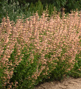Meant to Bee™ 'Queen Nectarine' - Anise Hyssop - Agastache hybrid