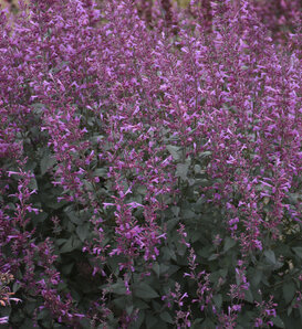 Meant to Bee® 'Royal Raspberry' - Anise Hyssop - Agastache hybrid