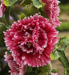 'Fiesta Time' - Hollyhock - Alcea rosea