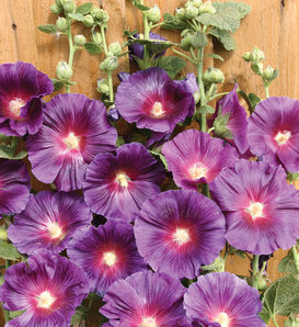 Halo Series- Lavender - Hollyhock - Alcea rosea