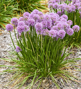 'All the Buzz' - Ornamental Onion - Allium hybrid