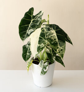 Mythic® Velvet Radiance™ - Jewel Alocasia - Alocasia baginda