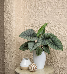 Mythic® Quicksilver™ - Elephant Ear - Alocasia reginae