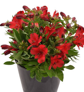 Inca Bandit® - Peruvian Lily - Alstroemeria hybrid