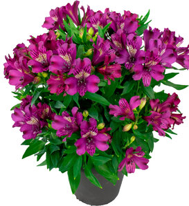 Inca Batavia® - Peruvian Lily - Alstroemeria hybrid