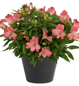Inca Coral® - Peruvian Lily - Alstroemeria hybrid