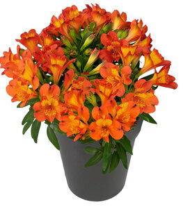 Inca Holland® - Peruvian Lily - Alstroemeria hybrid