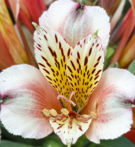Inca Husky® - Peruvian Lily - Alstroemeria hybrid