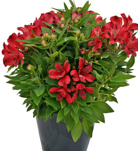 Inca Lolly® - Peruvian Lily - Alstroemeria hybrid
