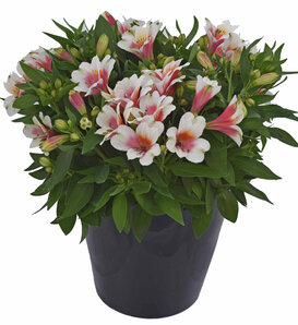 Inca Lucky® - Peruvian Lily - Alstroemeria hybrid
