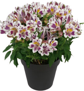 Inca Magic® - Peruvian Lily - Alstroemeria hybrid