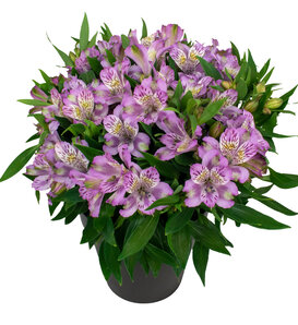Inca Ocean® - Peruvian Lily - Alstroemeria hybrid