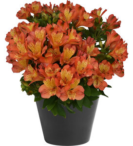 Inca Safari® - Peruvian Lily - Alstroemeria hybrid