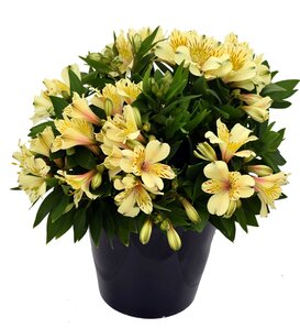 Inca Sundance® - Peruvian Lily - Alstroemeria hybrid
