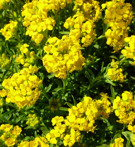 'Golden Spring' - Alyssum wulfenianum