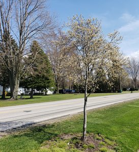 Spring Glory® - Serviceberry - Amelanchier canadensis
