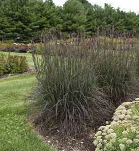 Blackhawks - Big Bluestem - Andropogon gerardii