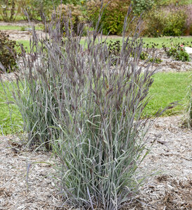 Prairie Winds® 'Blue Steel' - Big Bluestem - Andropogon hybrid