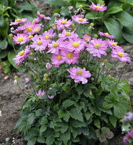 'Curtain Call Pink' - Japanese Anemone - Anemone hybrid