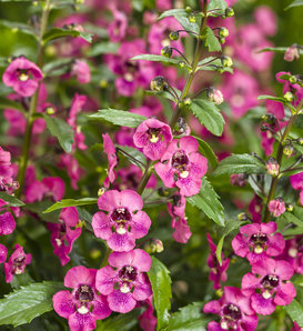 Angelface® Perfectly Pink - Summer Snapdragon - Angelonia hybrid