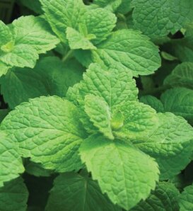 Appletini™ - Mint - Mentha suaveolens