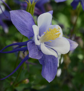 Earlybird™ Blue and White - Columbine - Aquilegia hybrida