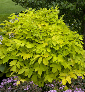 Sun King - Golden Japanese Spikenard - Aralia cordata