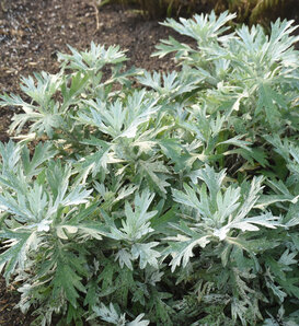 'Silver Lining' - White Sagebrush - Artemisia hybrid