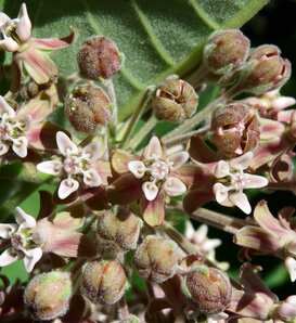 Showy Milkweed - Asclepias speciosa