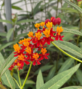 Red - Tropical Milkweed - Asclepias curassavica