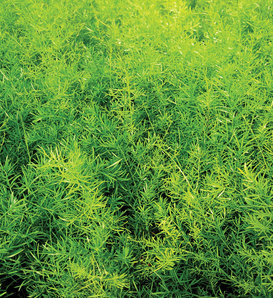 Asparagus Fern - Asparagus densiflorous 'sprengeri'